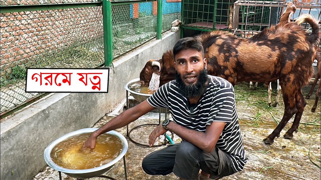 গরমে ছাগল-ভেড়ার যত্ন || 01988883104