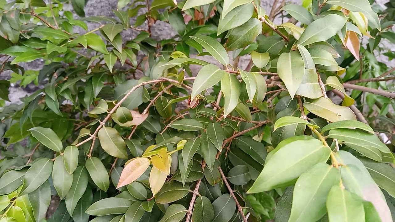 Poda específica pra altura e excesso de folhas.em jabuticaba