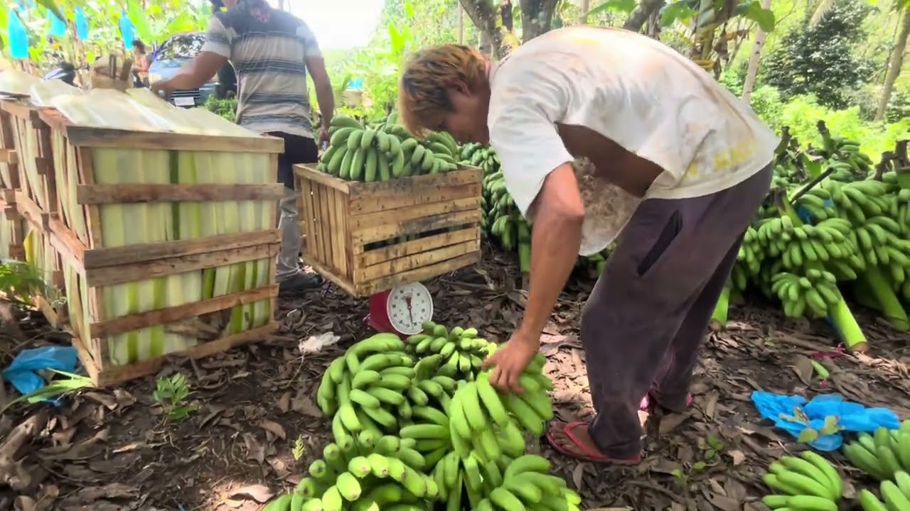 Harvest banana lakatan 
