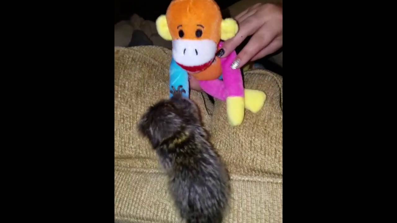 Baby marmoset playing