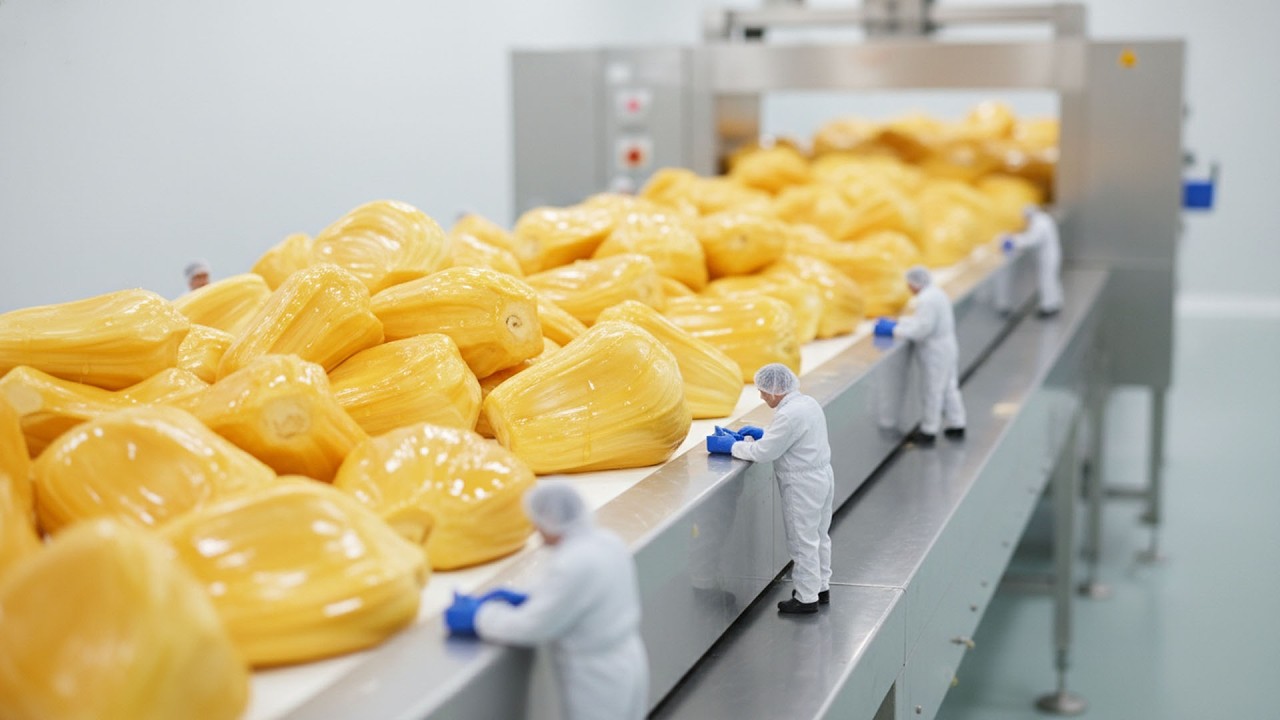 Inside the Factory: Manufacturing Young Green Jackfruit Shreds | Plant-Based Meat Line