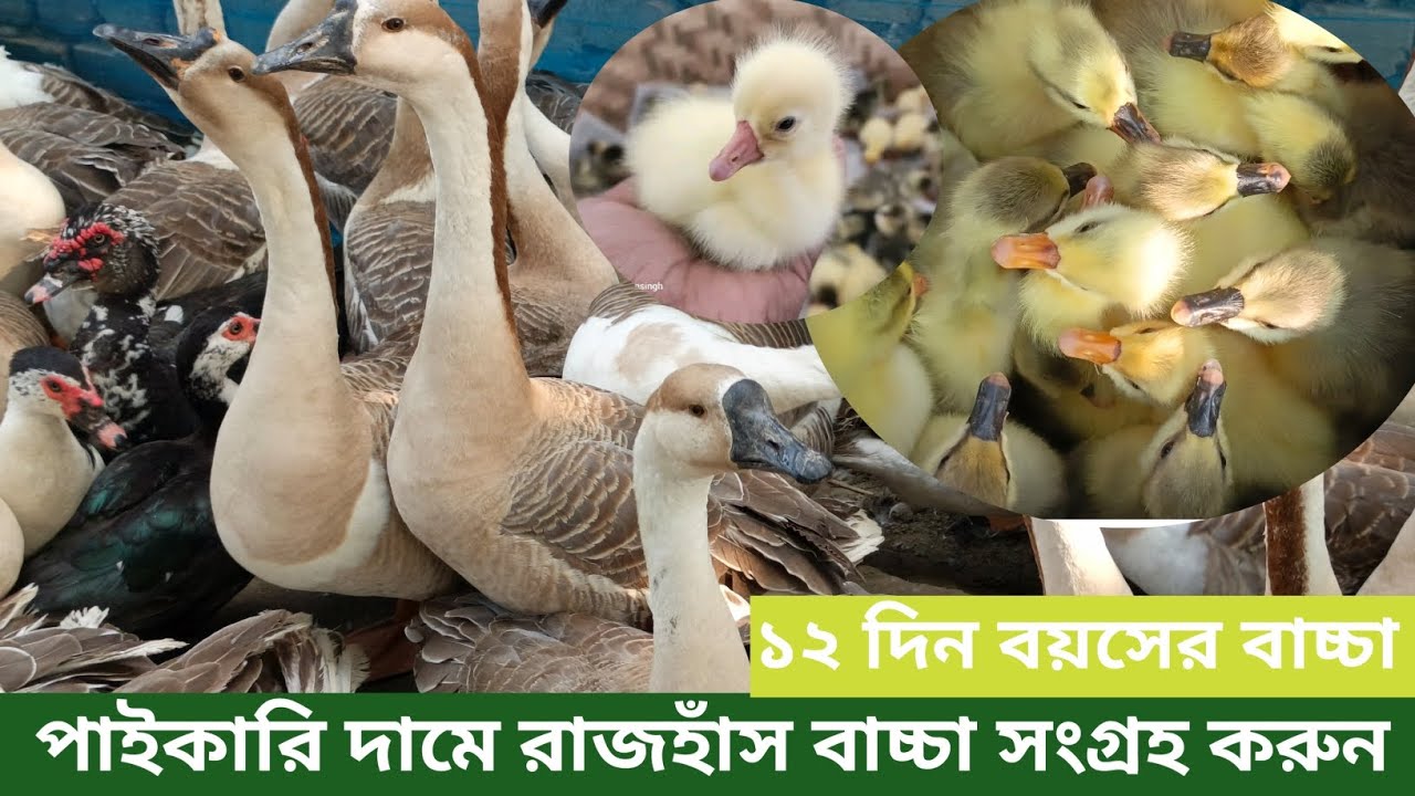 পানির দামে বোর্ডিং করা 12 দিন বয়সের রাজহাঁস বাচ্চা সংগ্রহ করুন# সাশ্রয় মূল্যে রাজহাঁস#01799855107