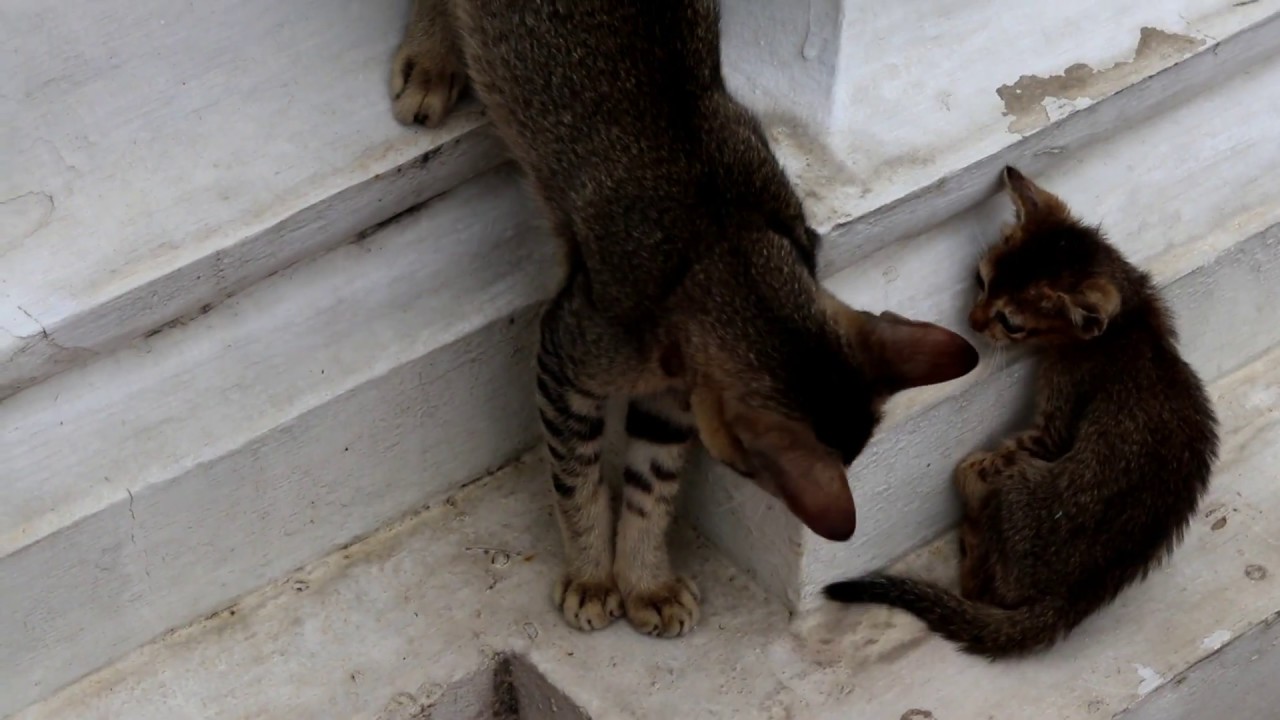 FUNNEST CAT EVER....TRY TO NOT LOUGH ........HAHAHAH......