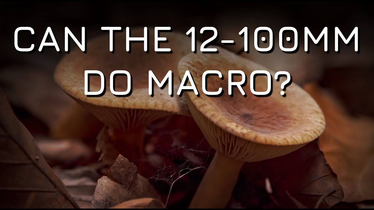 Can the Olympus M.Zuiko 12-100mm do Macro(ish) Photography?
