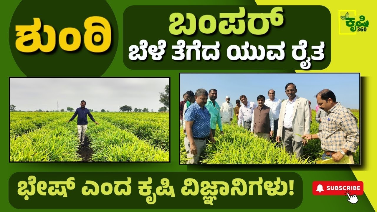 Ginger-Bumper Crop|What are the keys to success?|ಬಂಪರ್ ಶುಂಠಿ ಬೆಳೆ| ಎಕರೆಗೆ 150-200 ಕ್ವಿಂಟಾಲ್ ನಿರೀಕ್ಷೆ