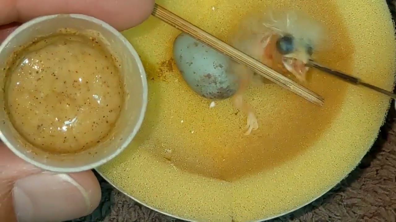 Hand feeding 1 day old yellow canary baby 20220808