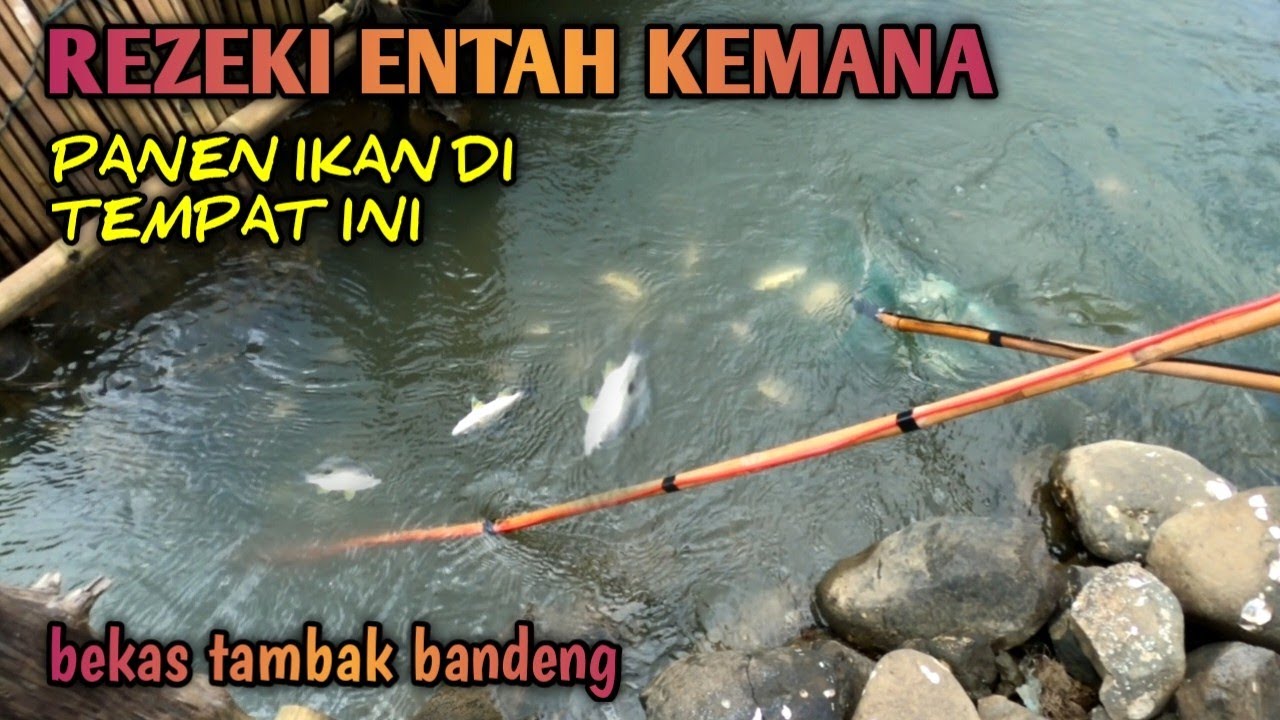 AUTO PANEN‼️ Tak di sangka Ternyata ikanya berkumpul di sini
