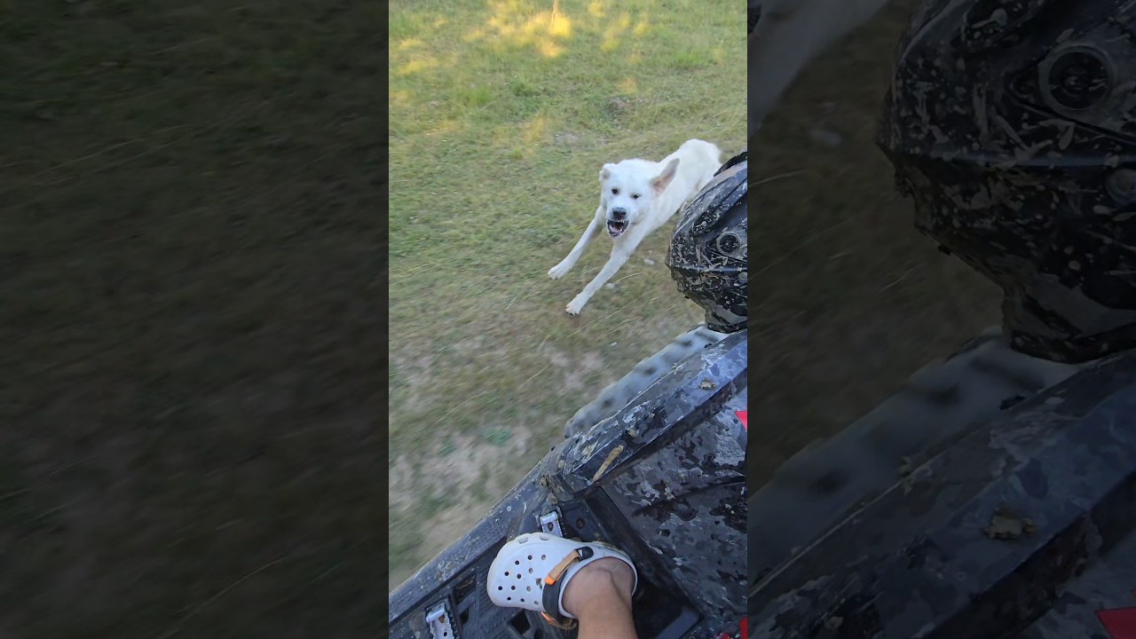 sunt c&acirc;inii răi...