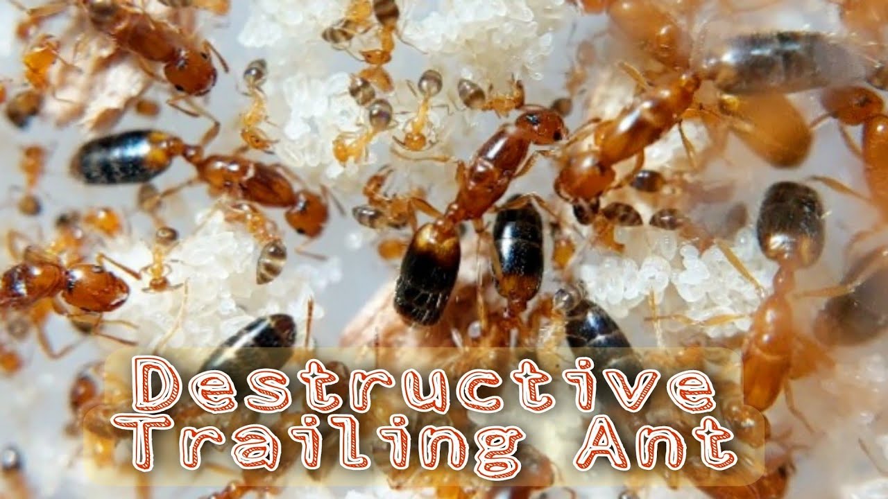 The Destructive Trailing Ant (Trichomyrmex destructor)
