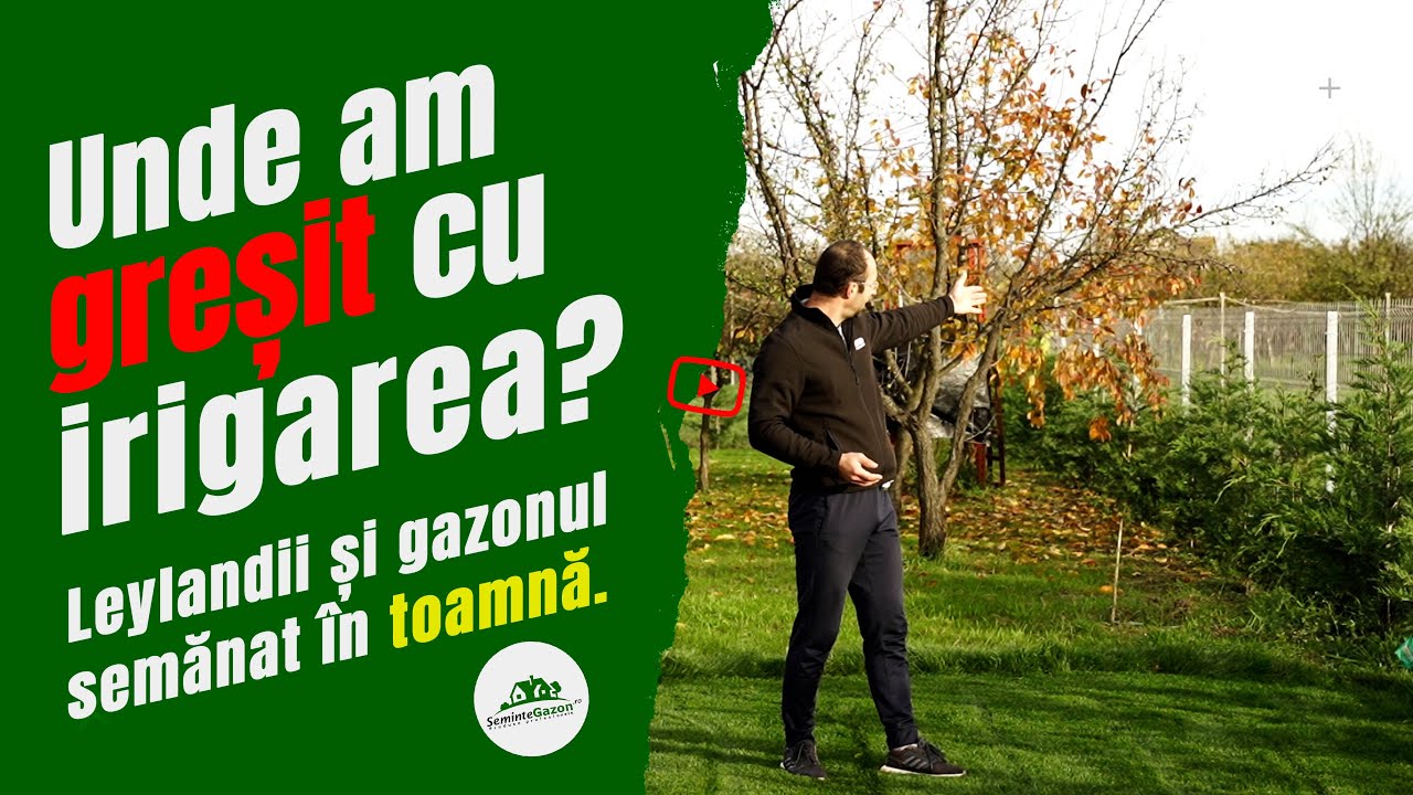 Irigarea la Leylandii & Gazonul semănat în octombrie: îl mai tundem? îngrășământ?  Mai semănăm?