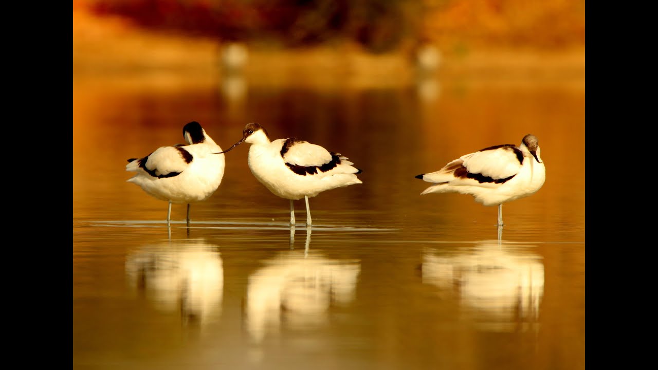 Pied Avocet in golden light