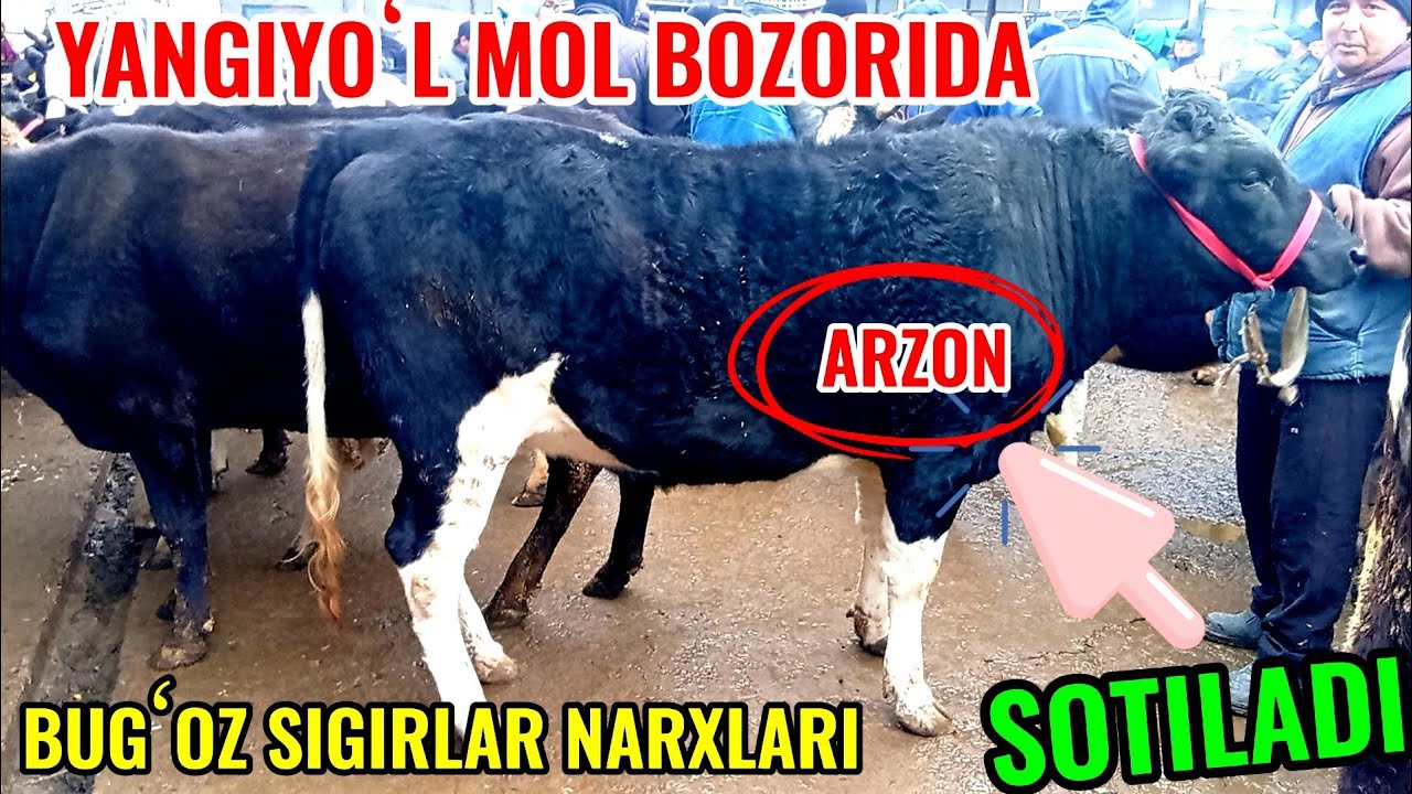 YANGIYOʻL MOL BOZORIDA BUGʻOZ SIGIRLAR NARXLARI BILAN TANISHAMIZ 