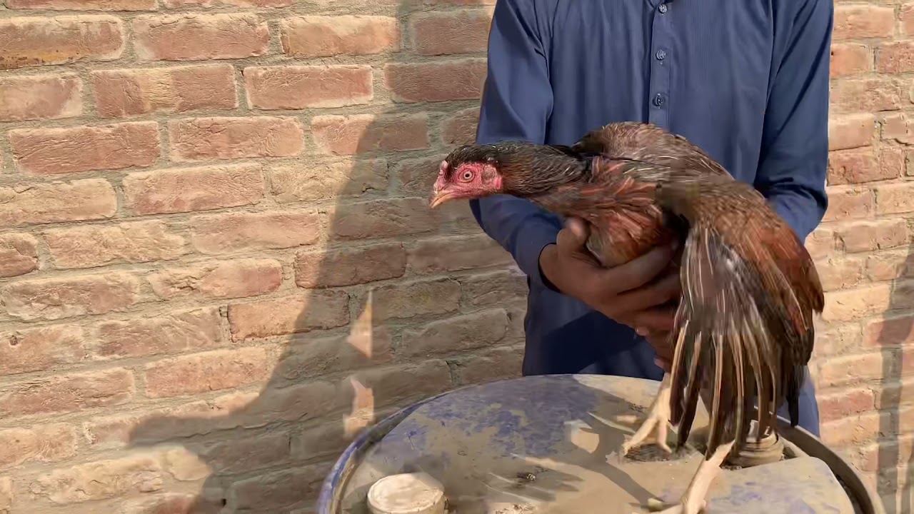 My Desi Murghi Breeding Series | Khan Desi Farming |