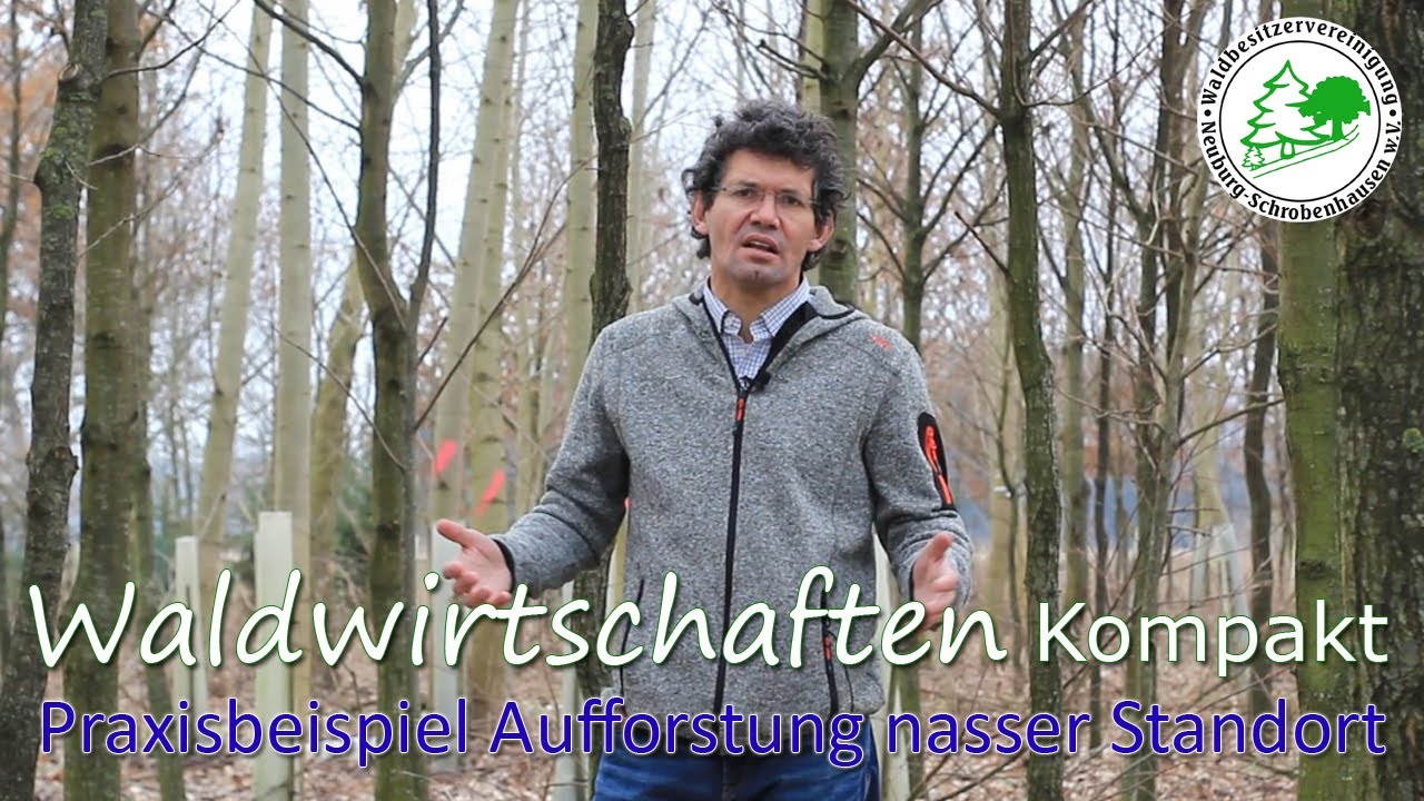Waldwirtschaften Kompakt - Praxisbeispiel Aufforstung NASSER STANDORT