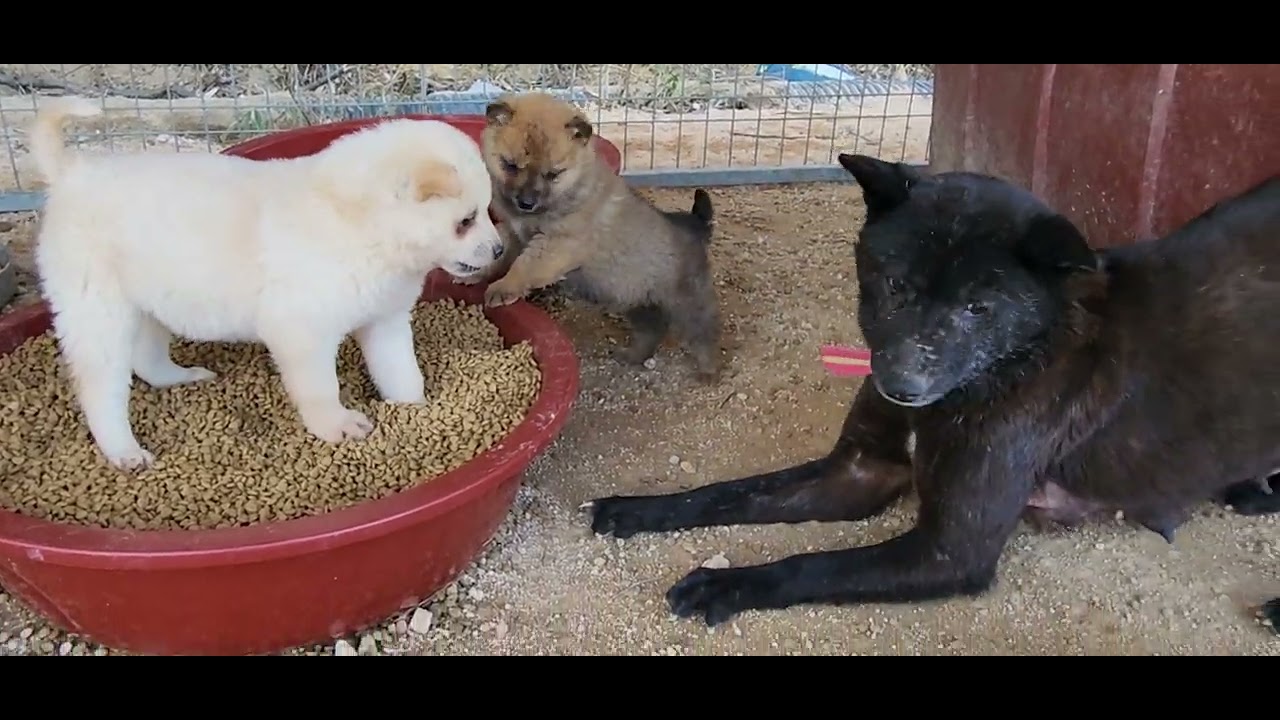 야! 까불지마라///강아지 싸움///강화노랭이 혈통