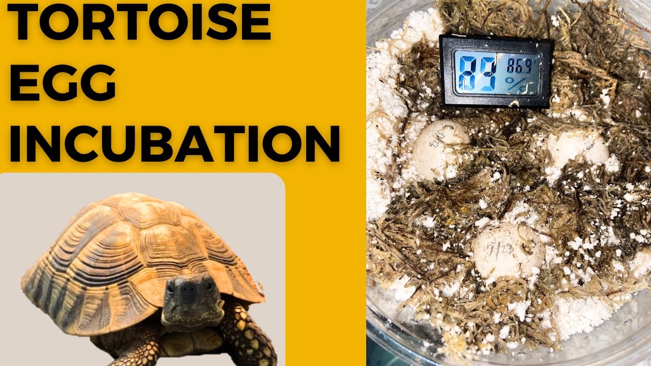 We Got Tortoise Eggs !!!
