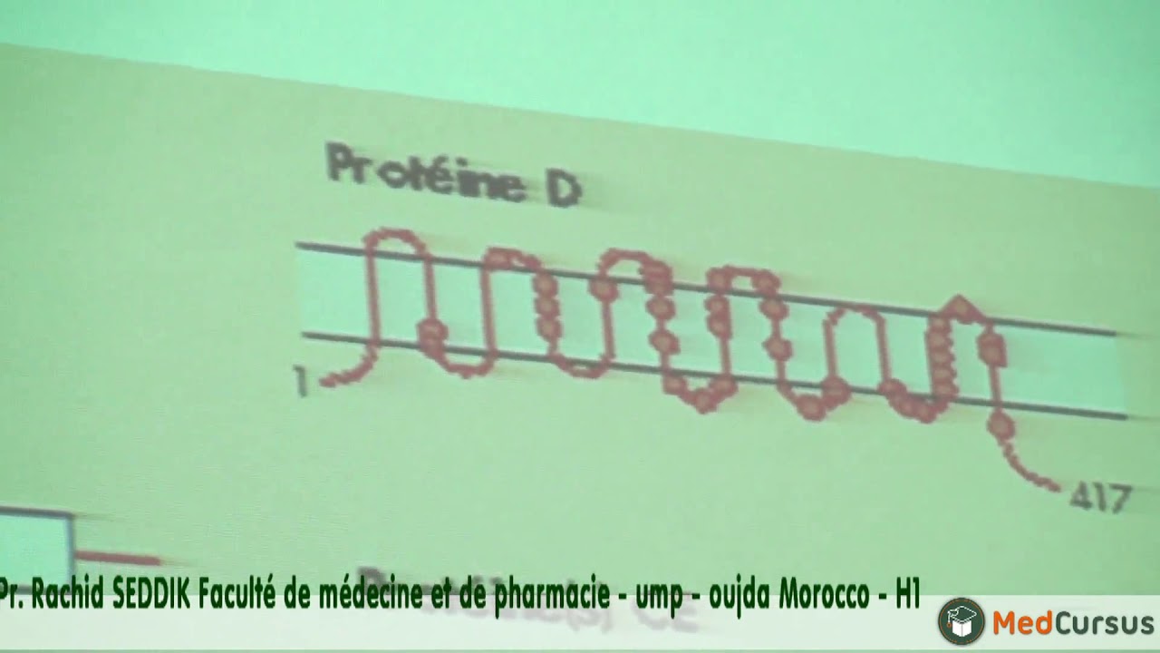 Le système  RH - Pr. Rachid SEDDIK  faculté de médecine et de pharmacie - oujda Morocco
