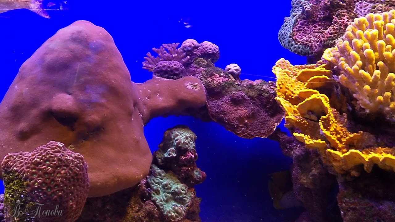 ЭЙЛАТ. EILAT. Аквариум редких рыб.  Парк 