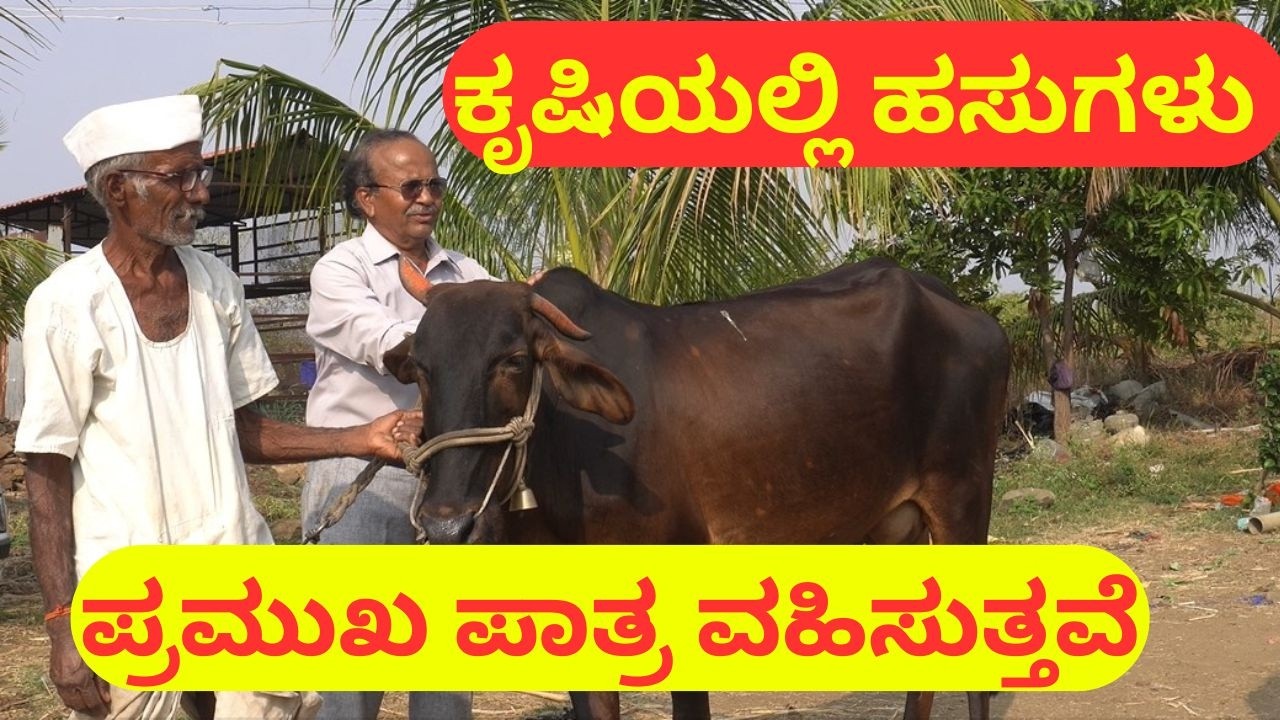 ಕೃಷಿಯಲ್ಲಿ ಹಸುಗಳು ಪ್ರಮುಖ ಪಾತ್ರ ವಹಿಸುತ್ತವೆ II cows are play major role in farming II