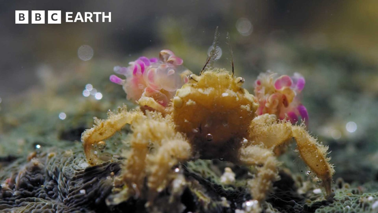 This Tiny Crab Can Knock Out Predators Twice Its Size | Natural Born Rebels | BBC Earth