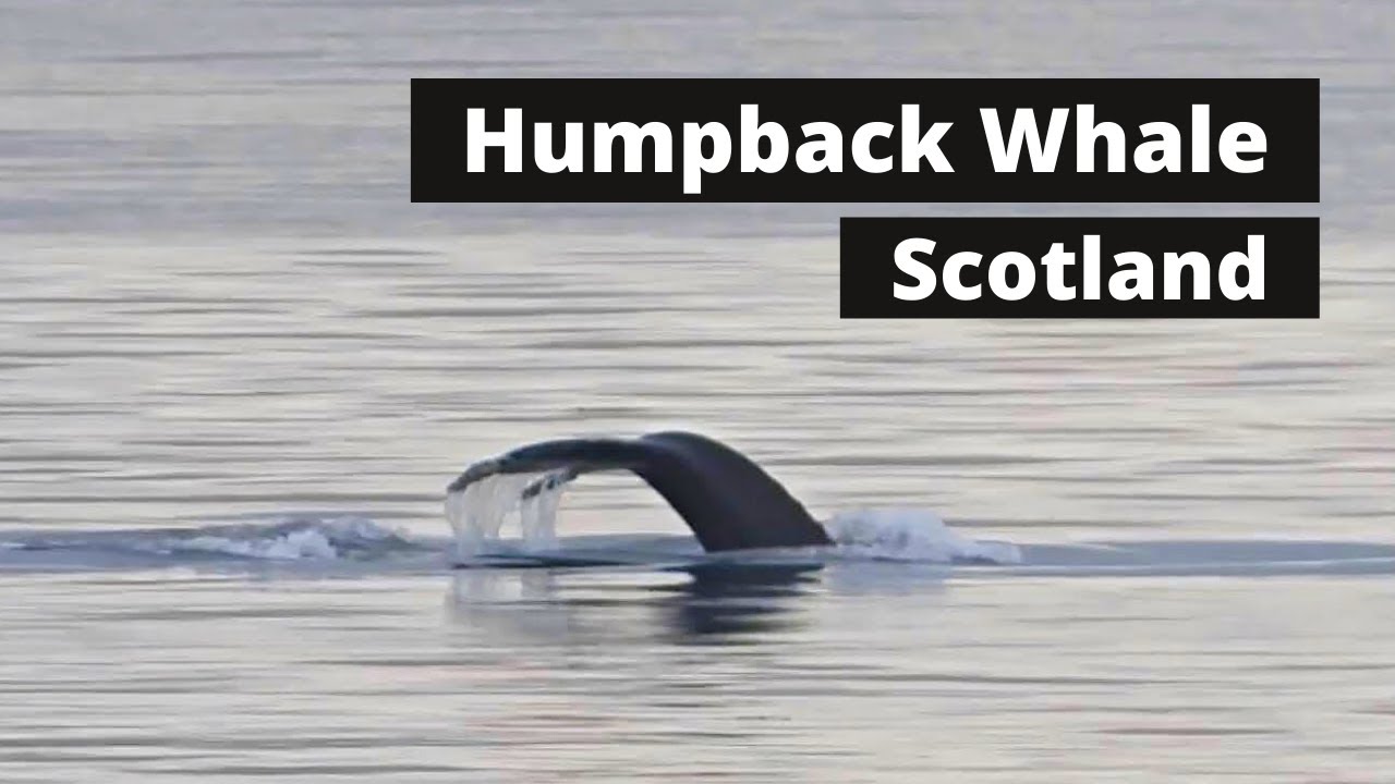 My First Sighting of a Humpback Whale - Kinghorn, Fife, Scotland