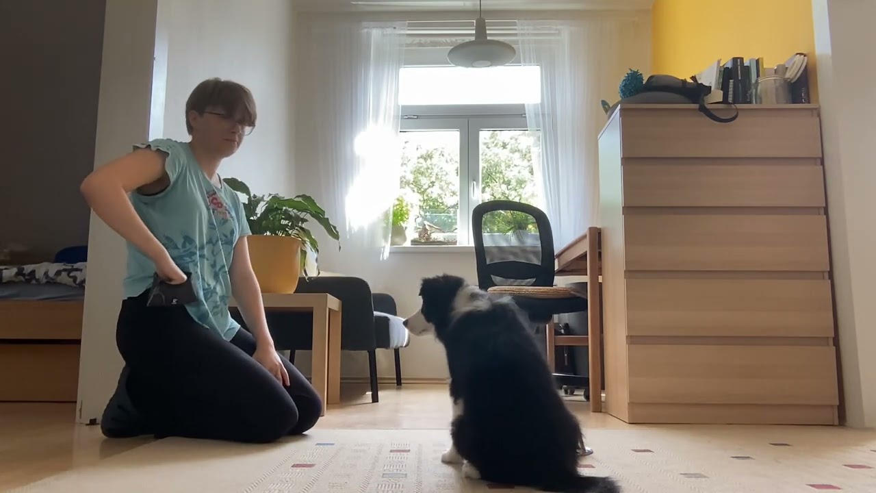 Shaping basics (paw targeting 3)