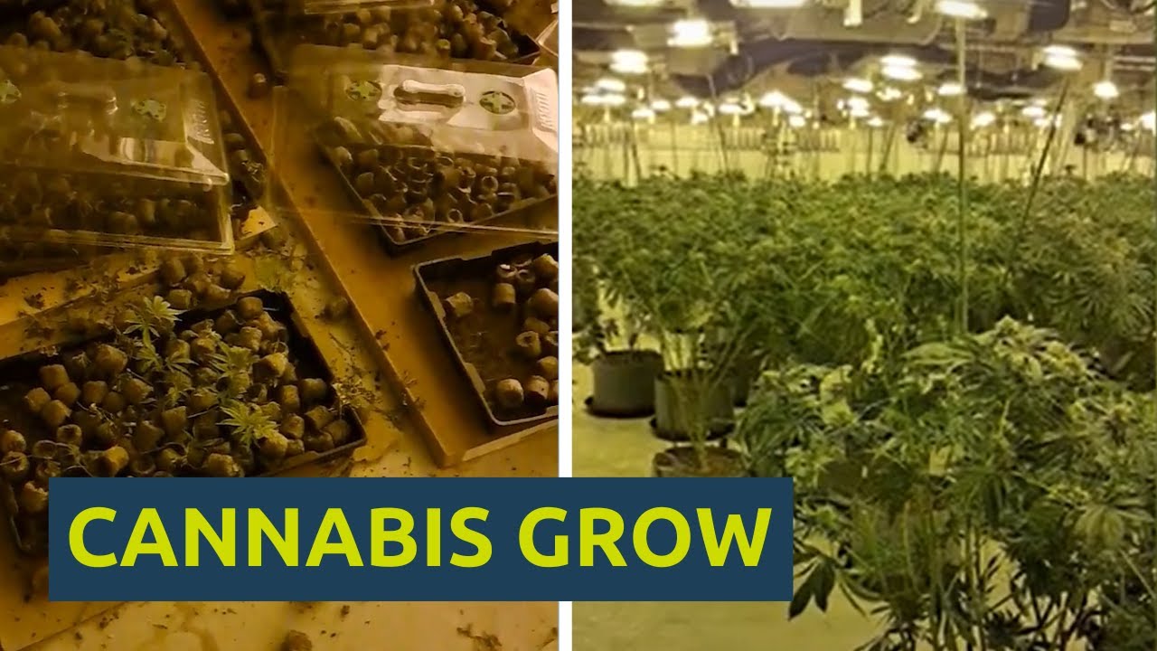 Huge CANNABIS GROW found in former shop