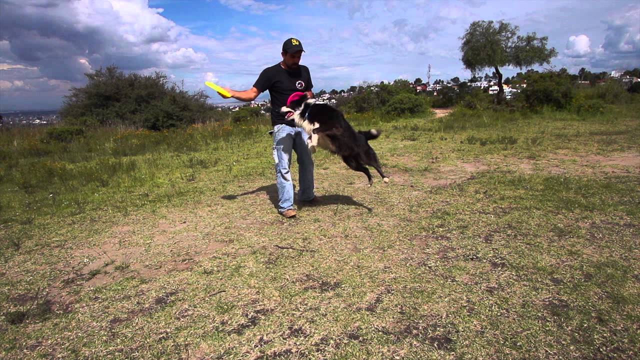Lanzamiento de disco, cómo entrenar a tu perro