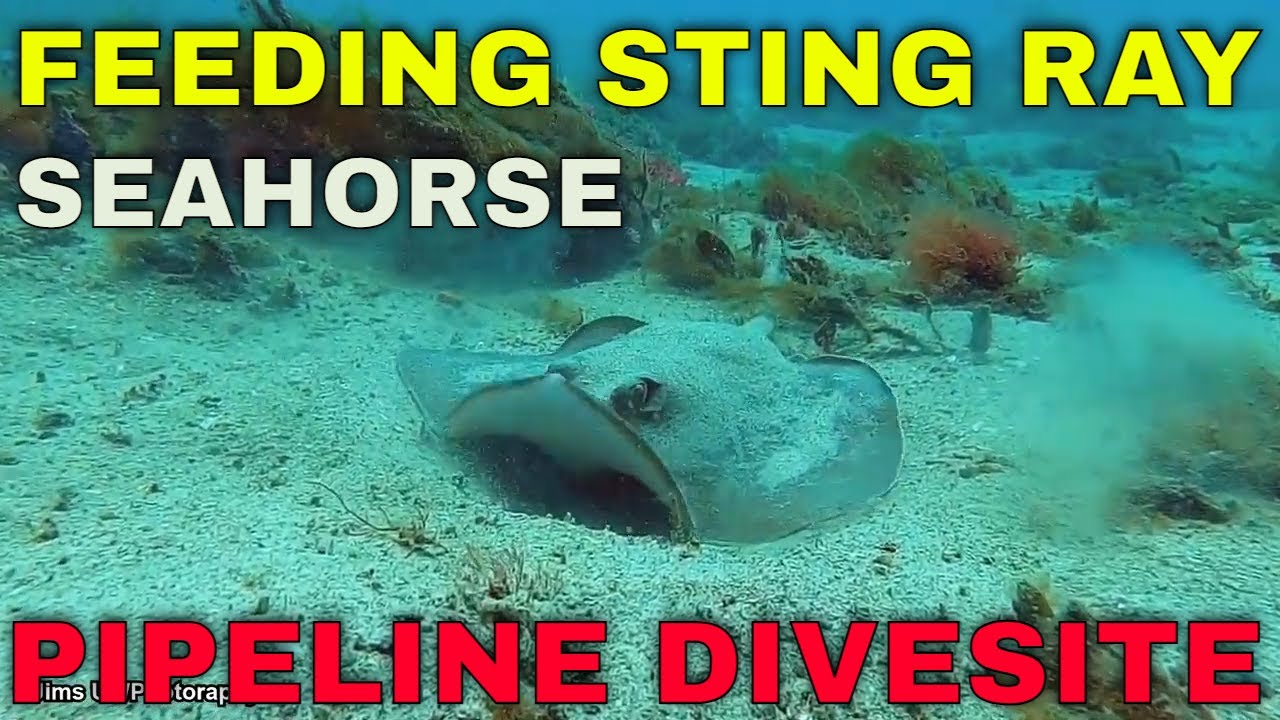 SPRING TIME SCUBA DIVING PIPELINE NELSON BAY