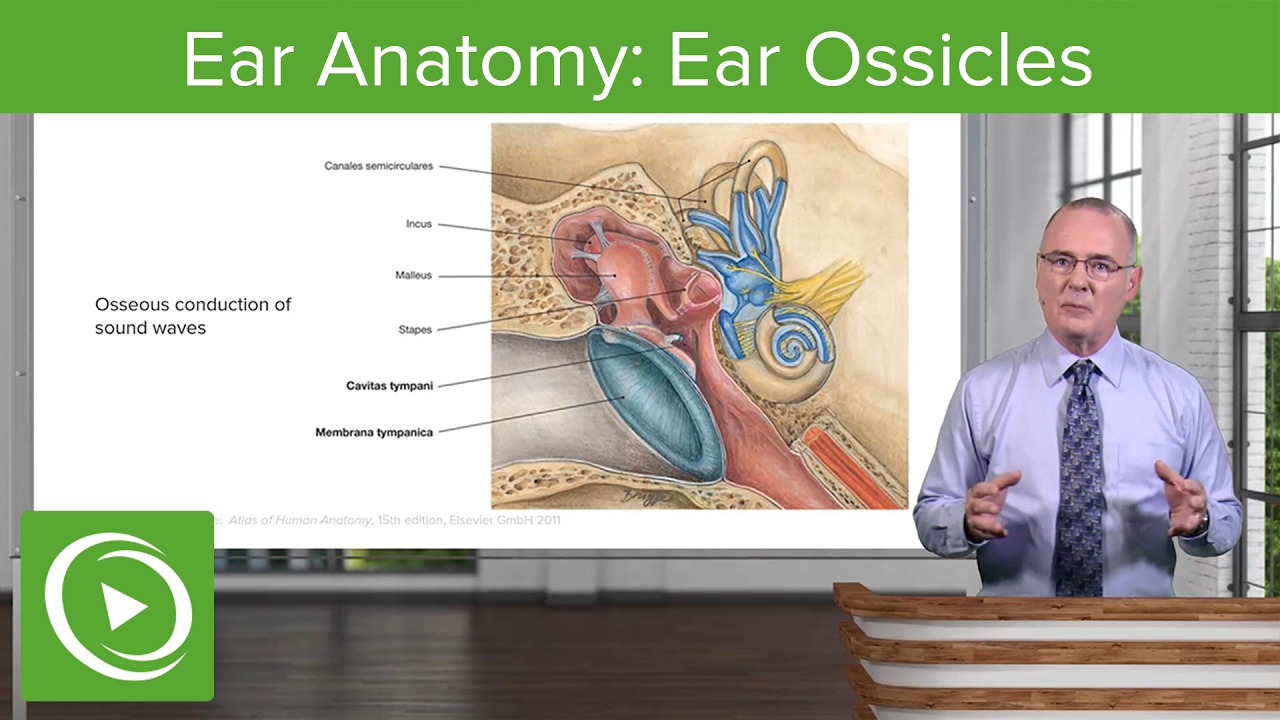 Ear Anatomy: Ear Ossicles&ndash; Brain & Nervous System | Lecturio