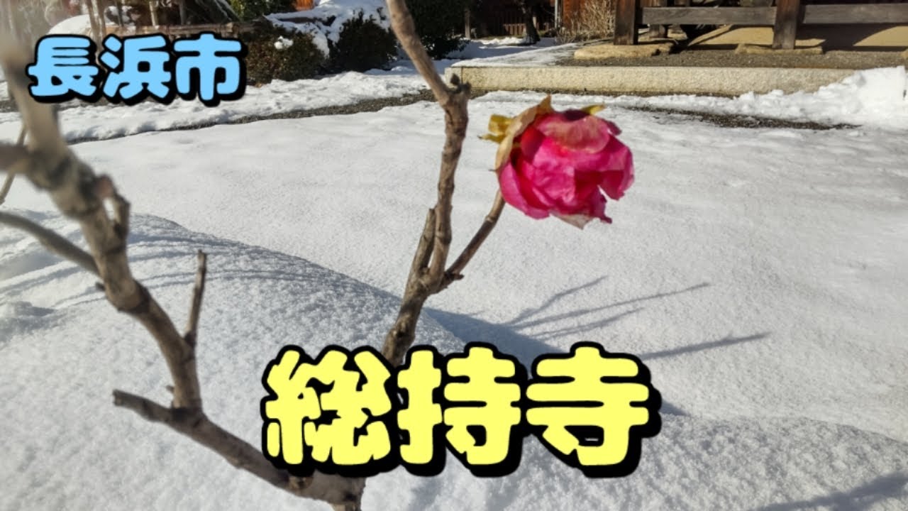 【近江をあるく】雪の総持寺🌺寒牡丹