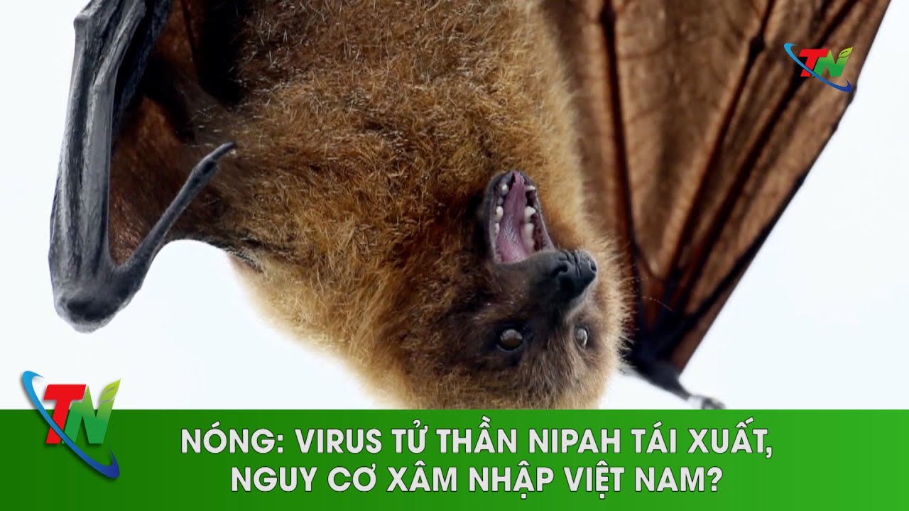 NÓNG - Virus tử thần Nipah tái xuất, nguy cơ xâm nhập Việt Nam | Thainguyen i20