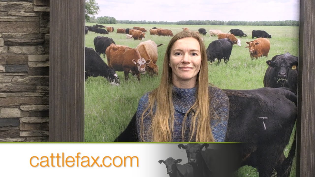 CattleFax Closing Bell: Softer 90s but Resilient Cull Prices – December 19, 2025