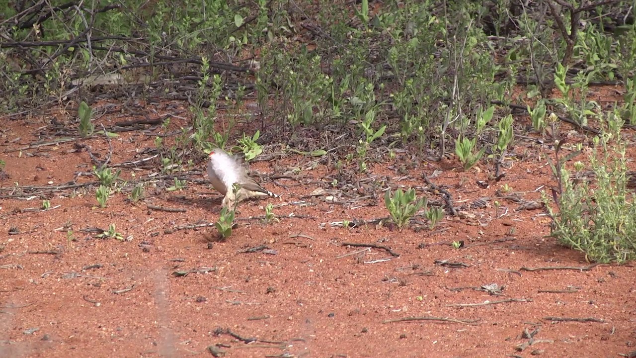 Wild Zebra Finches trying to pull fluff from a large feather - and failing!