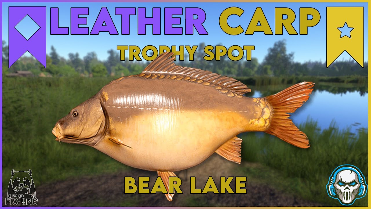 LEATHER CARP TROPHY SPOT! BEAR LAKE - Russian Fishing 4 #rf4