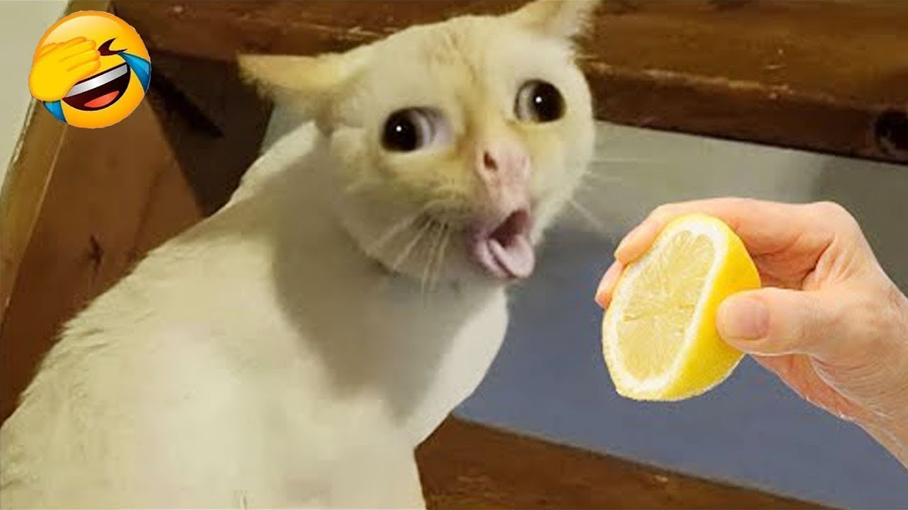 The funniest moments of animals😂🐶🐱 🐾 Are you ready to laugh?🤣❤️ Part 9