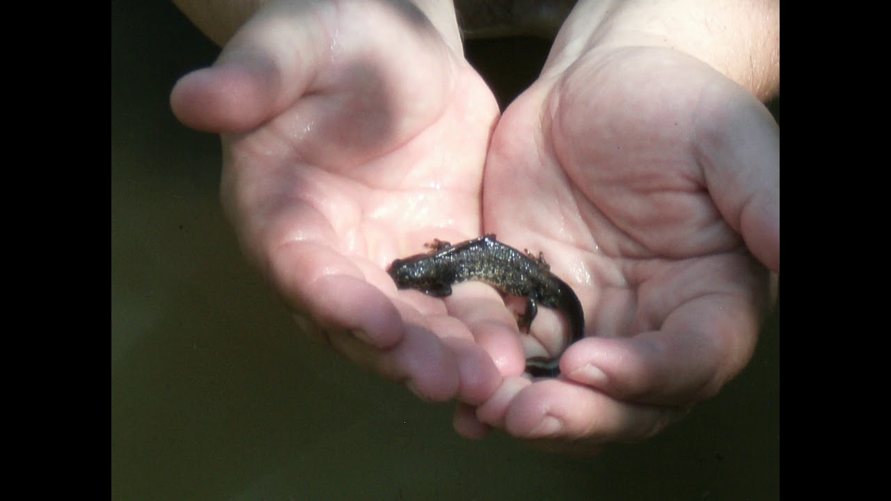 traszki, ważki i żaby - film przyrodniczy dokumentalny