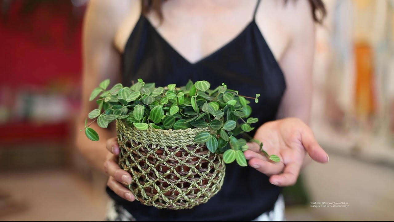 Six EASY HOUSEPLANTS for Beginners — Ep 027