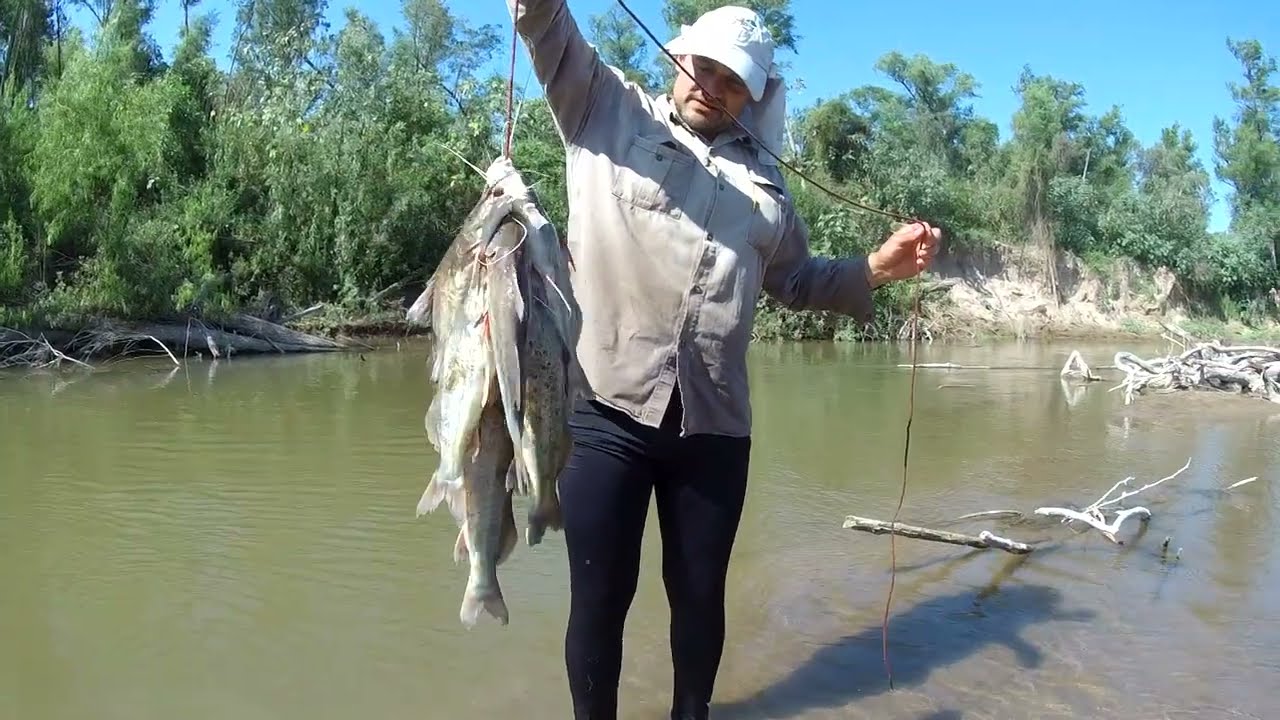 Pesca de Bagres! Muy buenos bagres en un rio con poca agua!