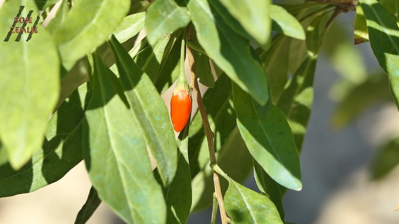 BOJE ZEMLJE Uzgoj GOJI bobica