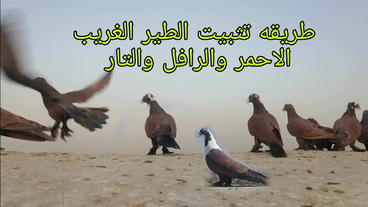 طريقه تثبيت الطير الغريب الاحمر التار العرافيل جميع السلالات