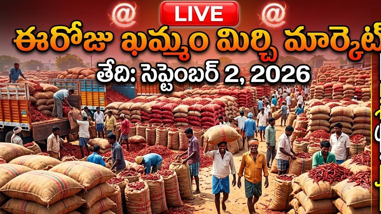 KHAMMAM MIRCHI MARKET AND COTTON WARANGAL గుంటూరు UPDATES TELANGANA RYTHU is live