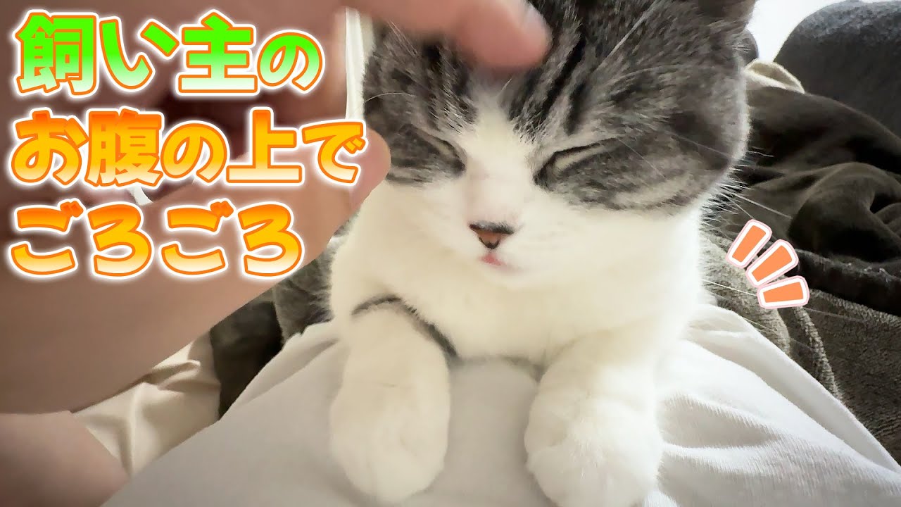 お腹の上のクロエ