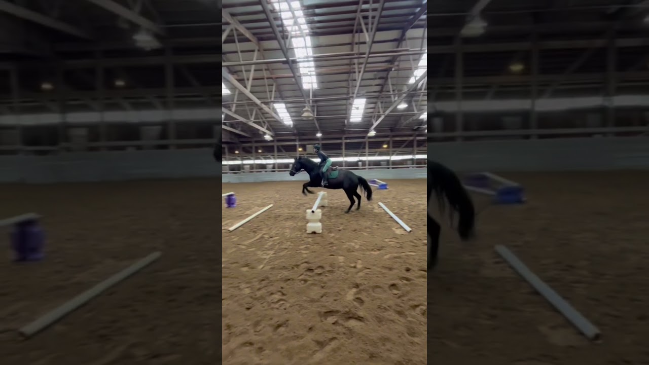 Clinic with Alex! #horse #equestrian #quarterhorse #clinic