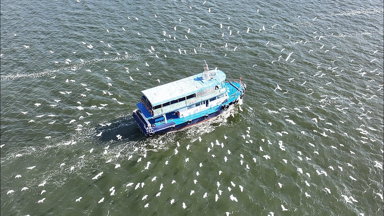馬料水搭船可以見到佢哋一齊捉魚仔