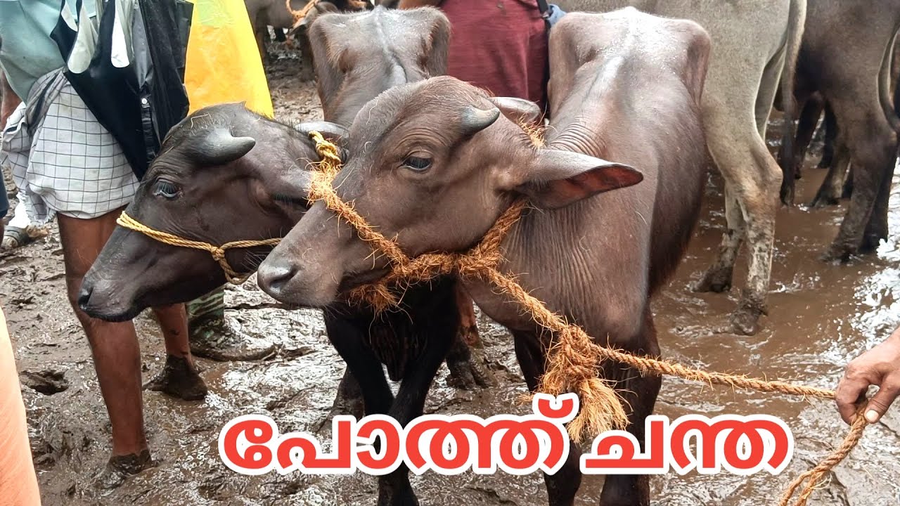 കേരളത്തിലെ പോത്ത് ചന്ത | ഏറ്റവും കുറഞ്ഞ വിലക്ക് കന്നുകാലികളെ കിട്ടും | Buffalo | market | Kerala