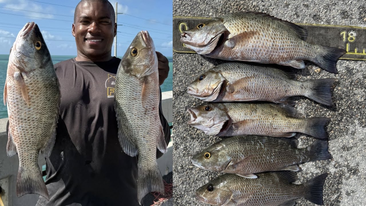 «Рыбалка на мосту у Флоридских островов! Огромное количество окуней скопилось под опорами!»