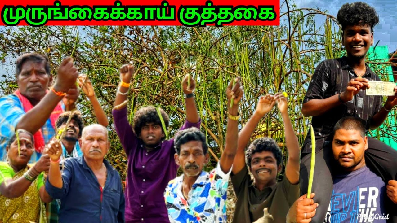 முருங்கைக்காய் வித்து பணக்காரன் ஆகலாம்  எல்லா முருங்கைக்காயும் அரடா | Pana Matta