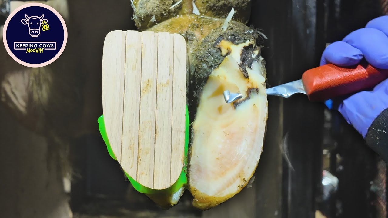 How to spot and prevent LAMENESS in dairy cows