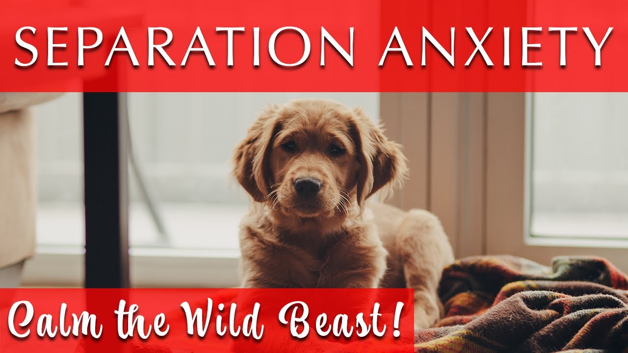 Music to Keep My Dog Company While at Work | 432 Hz